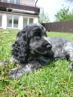 Berry 5.6.2010 (5).jpg